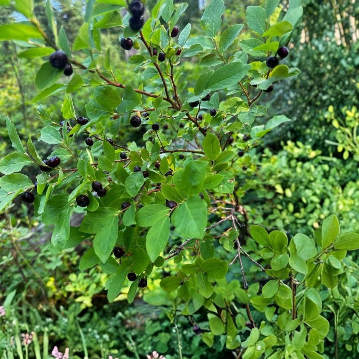 Glacier Huckleberry Seeds 125/300/500 Non-GMO Vaccinium membranaceum Berry Plant Seeds