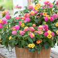 Lantana Plant 6 in Pot | Colorful Yellow Pink Flowers | Lantana camara | Easy-to-Grow Ornamental Shrub for Gardens