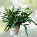 Blue Star Fern 6" Pot - Golden Polypody, Powdery Blue-Green Fronds, Phlebodium aureum, Indoor Pet-Friendly Plant