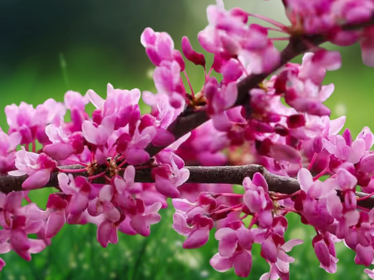 50 Seeds Golden Redbud Tree Cercis canadensis Yellow-Leaf Eastern Redbud Perennial Ornamental Landscape Shade Garden Beauty