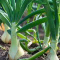 Spanish White Onion Seeds - Heirloom Variety - 25+ Sweet Allium cepa Seeds for Cooking