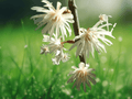 5 Seeds Star Anise Illicium verum Evergreen Spice Tree Ornamental