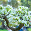 Apricot Bonsai Tree Seeds - 3 Large Seeds with Yellow Flowers - Prunus armeniaca - Fruit Tree Seeds for Gardening and Landscaping
