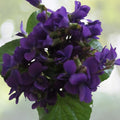 Organic Purple Wild Violet Flower Rhizomes, Viola, 150+ Bareroot Plants for Native Gardens
