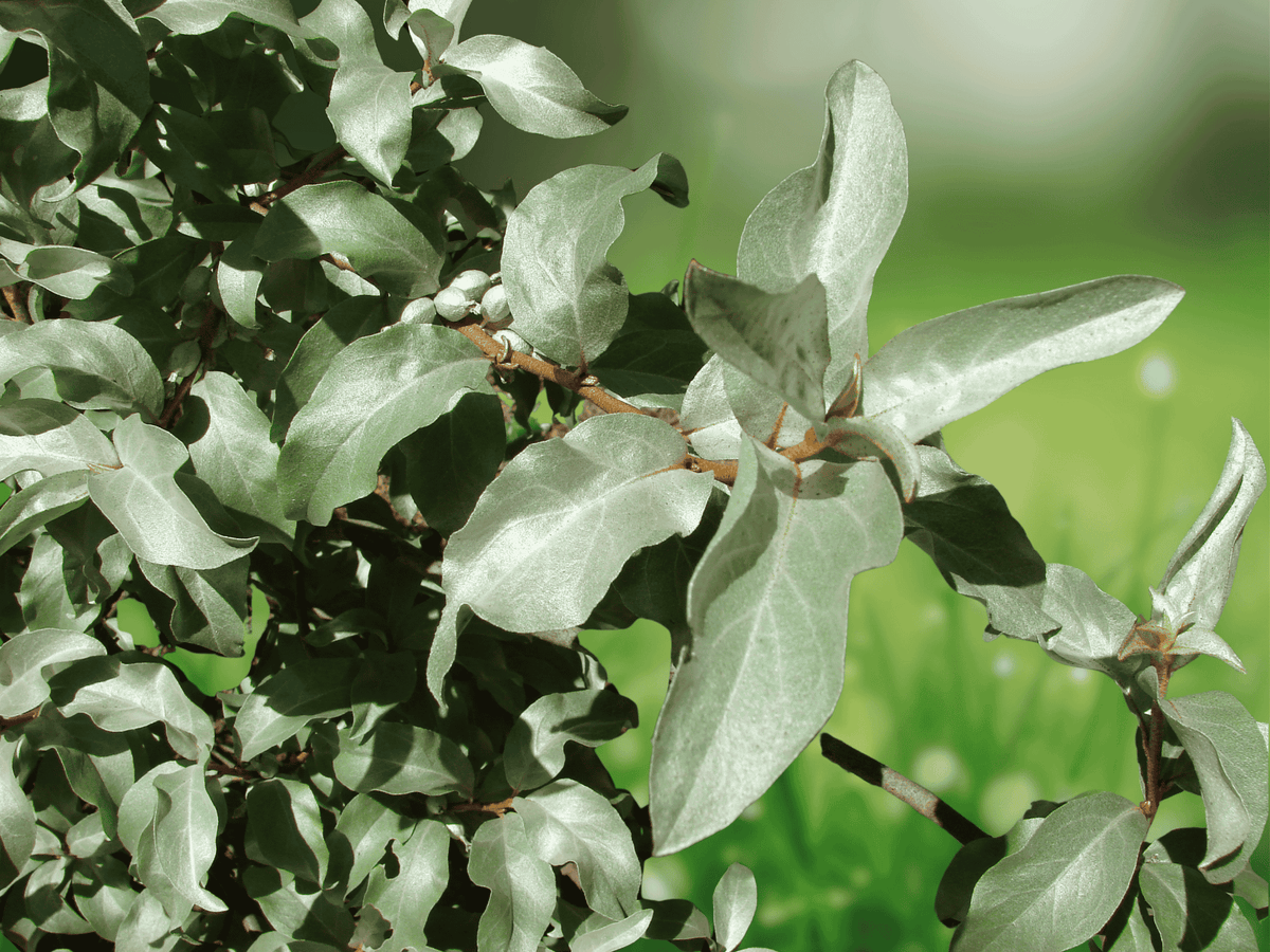 5 Elaeagnus commutata Seeds – American Silverberry, Wolf Willow, Hardy Ornamental Shrub