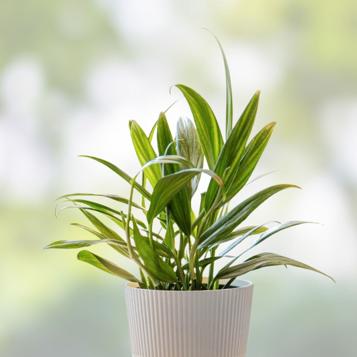 Epipremnum Amplissimum Silver Streak Unrooted Cutting | 2 Node Fresh Pothos Plant | Variegated Indoor Houseplant