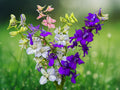 50 Seeds Delphinium Rocket Mix Mixed Blue Pink White Blooms Hardy Perennial Tall Spikes Cottage Gardens Bouquets