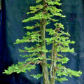 Redwood Sequoia Tree Seeds - 25 Seeds for Bonsai - Sequoiadendron giganteum - Grows from Seed - Ships from USA