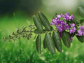 10 Seeds Lagerstroemia speciosa Queen's Crape Myrtle Tropical Flowering Tree