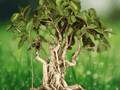 5 Seeds Ficus benghalensis Banyan Tree