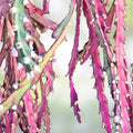 Lepismium Cruciforme Pink Blooms Cuttings - 4 Inches Each - Rare Hans Wiehler Variety - HTF Succulent Plant Cuttings