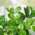 Thai Purple Guava Tree Seedling 1 Gallon - Vibrant Purple Fruit Variety - Psidium guajava for Home Gardening