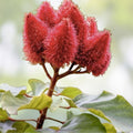 Lipstick Tree Seeds 20 Pack Bixa orellana Natural Dye Ornamental Plant Seeds for Gardening and Crafting