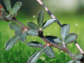 10 Seeds Lotus rigidus Shrubby Deervetch Perennial Native Wildflower