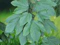 5 Seeds Acer sterculiaceum (Franchet's Maple) – Hardy Deciduous Maple Tree