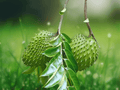 5 Seeds Soursop Annona muricata Tropical Fruit Tree