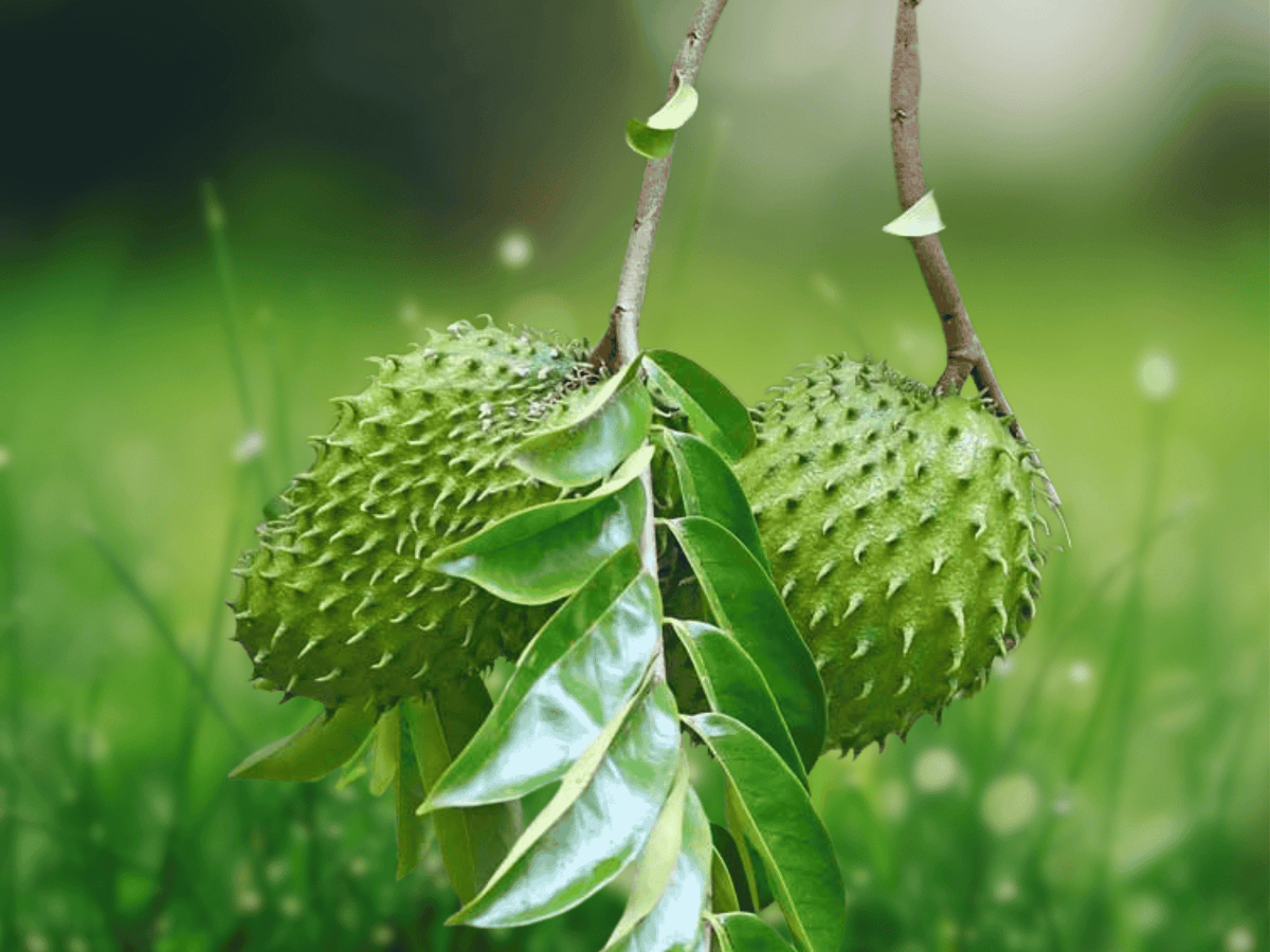 5 Seeds Soursop Annona muricata Tropical Fruit Tree