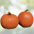 Big Max Pumpkin Seeds | NON-GMO Heirloom | Cucurbita maxima | Ideal for Fall Gardening
