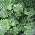 Dwarf Siberian Kale Seeds 500 Count Heirloom Non-GMO Brassica oleracea var. sabellica Healthy Greens