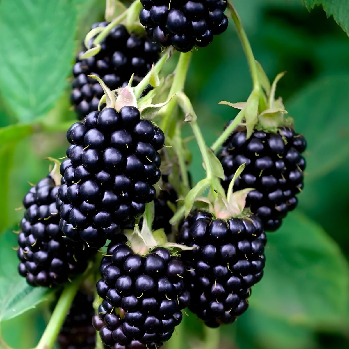 Thornless Blackberry Bush Cuttings Set of 2 – Rubus fruticosus, Rooted Plants for Home Garden, Fruit Producing Plants