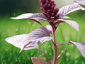 10 Seeds Amaranthus cruentus Red Amaranth Grain Ornamental Edible