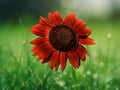 25 Seeds Red Sun Sunflower Helianthus annuus Scarlet-Red Blooms Easy Grow Annual Garden Beds & Borders
