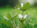10 Seeds Spermacoce hispida False Buttonweed Wildflower