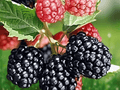 10 Live Plant Ouachita Thornless Blackberry Starter Plug Rubus