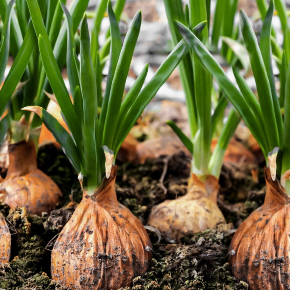 Spanish Globe Onion Sets for Planting - Bulb Variety - Allium cepa - Vegetable Garden Starter Kits