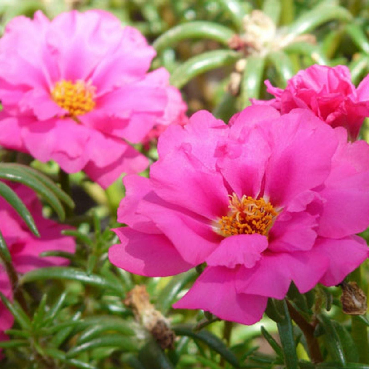Moss Rose Seeds 1000 Count - Colorful Annuals Portulaca grandiflora Garden Seeds for Bright Flowering Displays