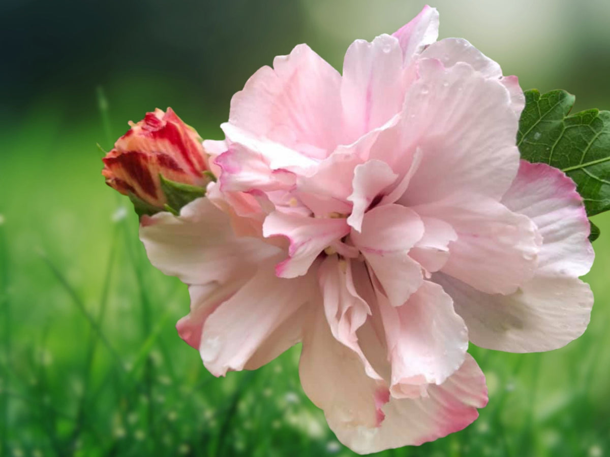 1 Live Plant Double Rose of Sharon 'Double Pink' Hibiscus Syriacus 1/2-1 ft Pink Shrub
