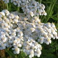 White Yarrow Bare Root Live Plant - Achillea Millefolium Perennial Garden Flower