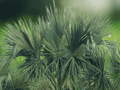 5 Seeds Sabal x texensis Texas Palmetto Hardy Palm Tree