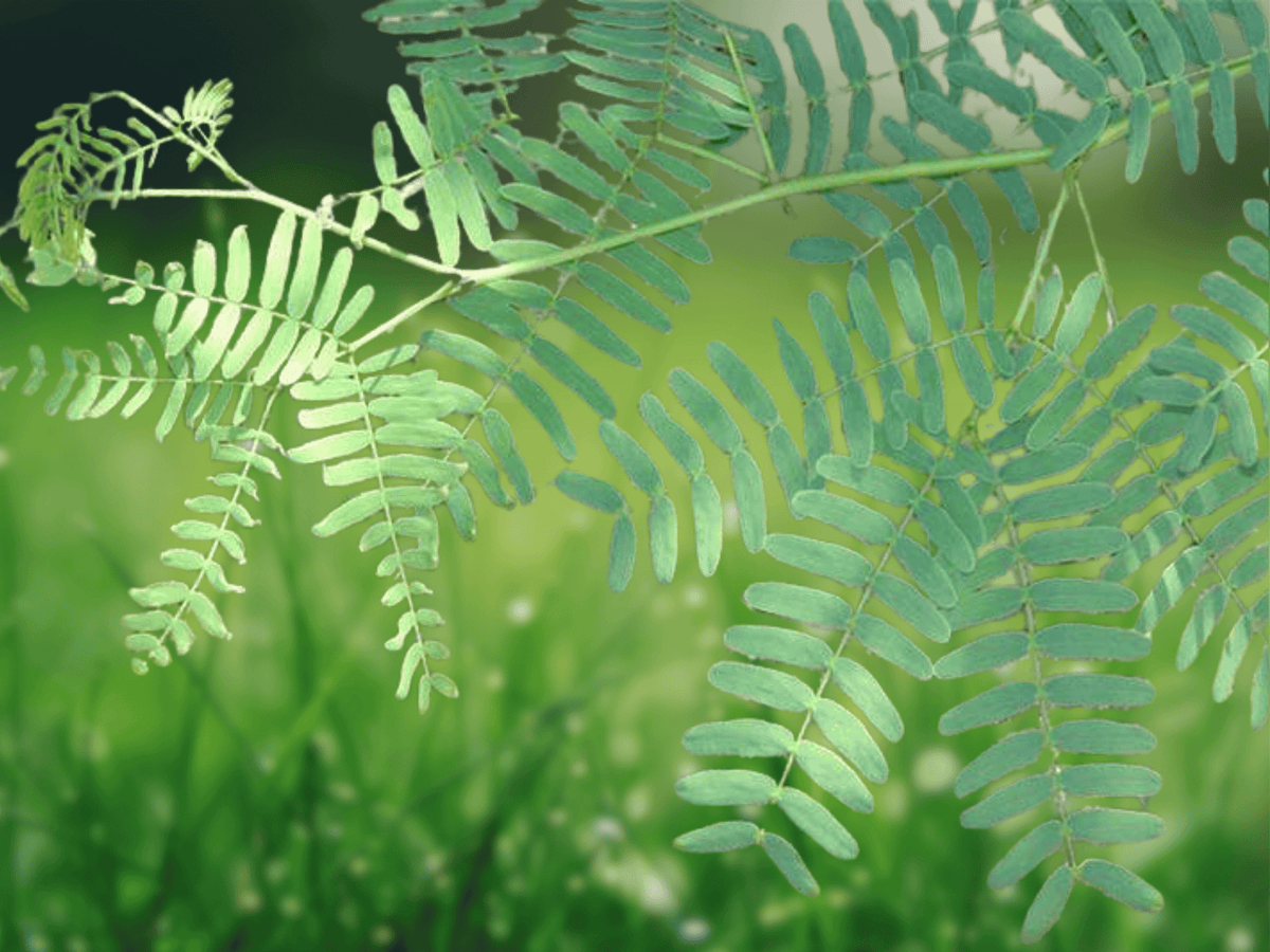 5 Seeds Mesquite Tree Prosopis juliflora Drought Tolerant Desert Ornamental