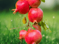 5 Seeds Punica granatum Hardy Pomegranate Deciduous Fruit Tree Ornamental Edible