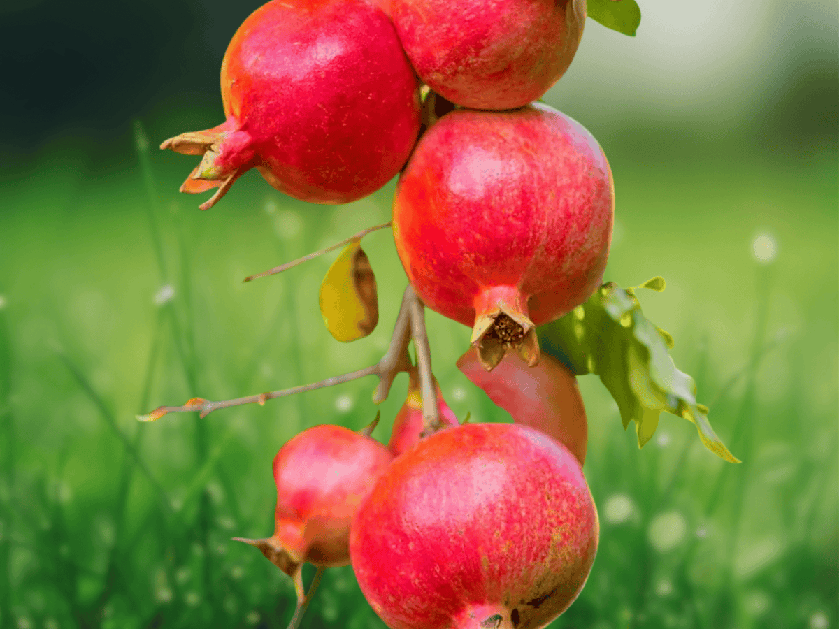 5 Seeds Punica granatum Hardy Pomegranate Deciduous Fruit Tree Ornamental Edible