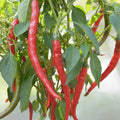 30+ Seeds Red Thin Hot Pepper Chili Erjintiao - Chinese Hot Pepper Seeds for Planting (Capsicum annuum)