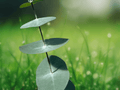 10 Seeds Eucalyptus perriniana Spinning Gum Cold Hardy Ornamental Tree