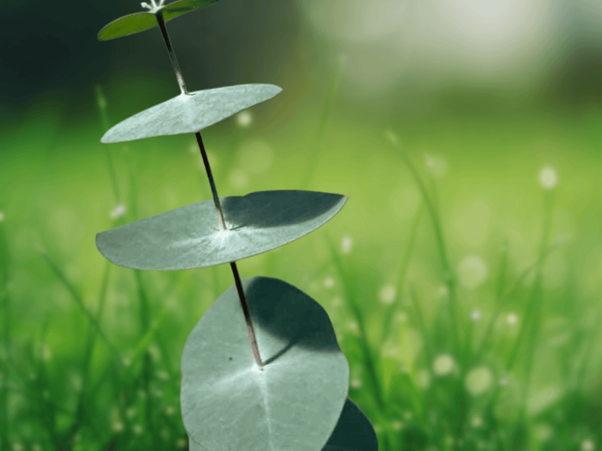 10 Seeds Eucalyptus perriniana Spinning Gum Cold Hardy Ornamental Tree