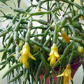 Rhipsalis Cuttings 4 Inches - Yellow/White Flowers - Branching Rhipsalis sulcata