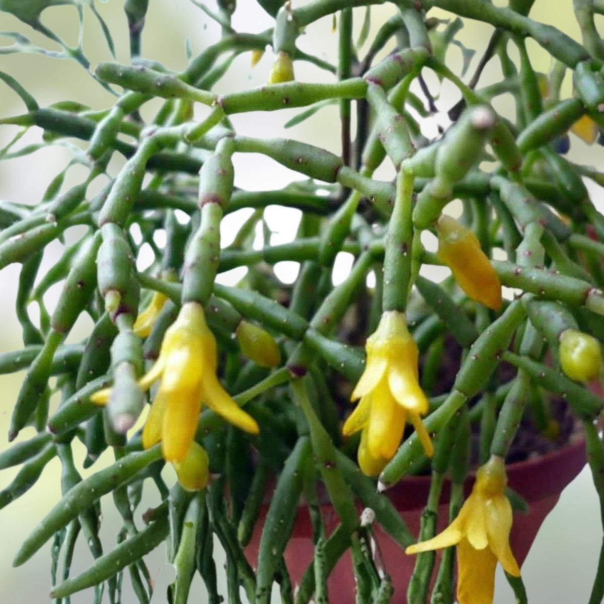 Rhipsalis Cuttings 4 Inches - Yellow/White Flowers - Branching Rhipsalis sulcata