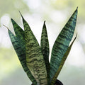 Snake Plant 4 Inch Pot Sansevieria Zeylanica Easy Care Air Purifying Tropical Plant