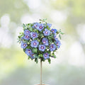 Purple Rose of Sharon Live Plant 6" Starter Bush - Hibiscus syriacus 'Purple'