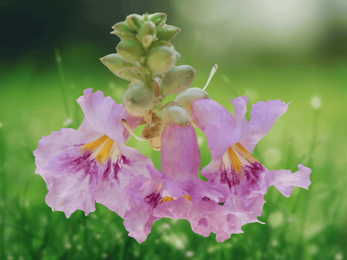 5 Seeds Chilopsis linearis Desert Willow Hardy Flowering Tree