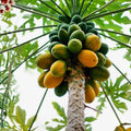 Papaya Seeds - 15 Count - Puerto Rico Variety - Sweet & Juicy - Fresh Harvested - Chemical-Free - Tropical Tree Seeds