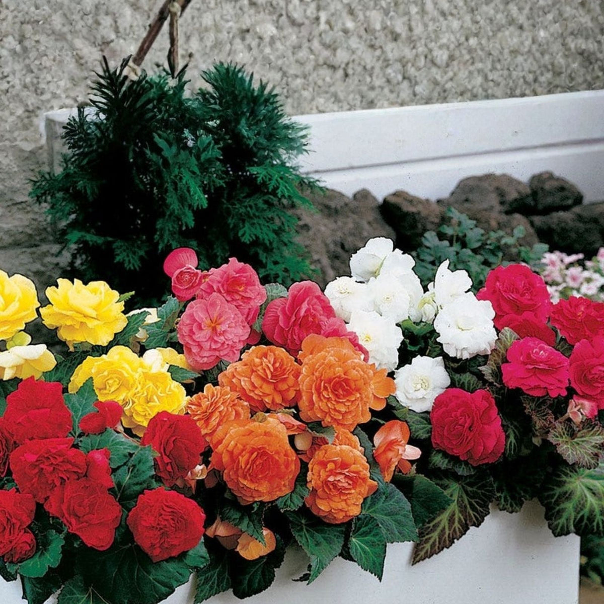Coral Mosaic Begonia Seeds 45 or 125 Non-GMO Flower Seeds Begonia 'Coral Mosaic' Begonia semperflorens