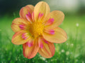 25 Seeds Kelsey Ann Dahlia, Dahlia Pinnata, Bicolor White Pink Blooms, Easy Grow Perennial Flower