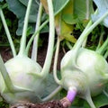 Kohlrabi Seeds 50+ Heirloom Early White Vienna Non-GMO Brassica oleracea Vegetable Seeds