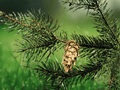 25 Seeds Douglas Fir Pseudotsuga menziesii glauca Evergreen Tree