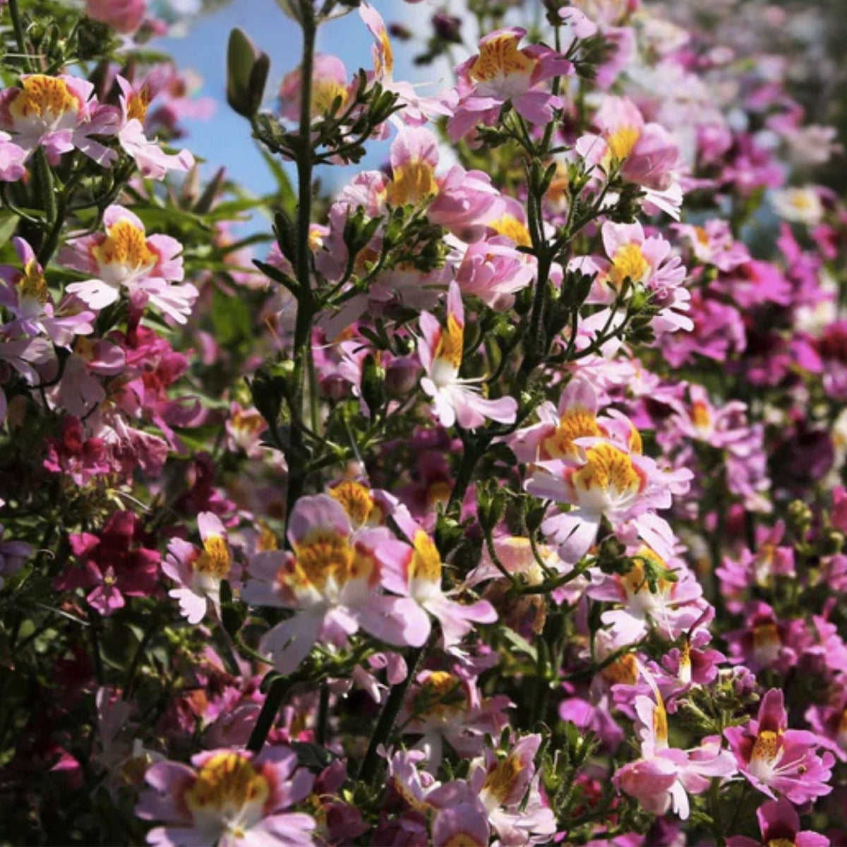 Butterfly Flower Seeds Angel Wings Mix 30 Seeds - Colorful Pollinator-Friendly Perennial Garden Plants